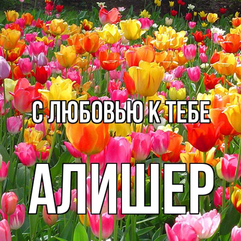 Картинка С любовью к тебе, Алишер