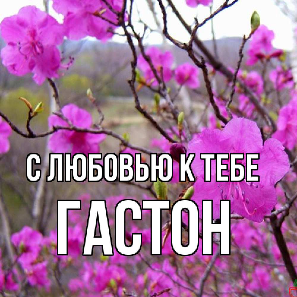 Открытка  с именем. Гастон, С любовью к тебе  