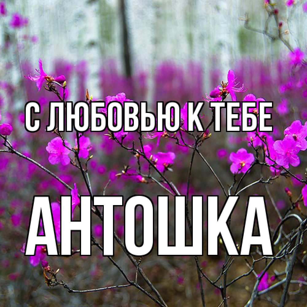 Открытка  с именем. Антошка, С любовью к тебе  