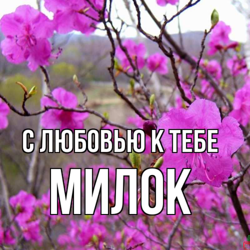 Картинка С любовью к тебе, Милок