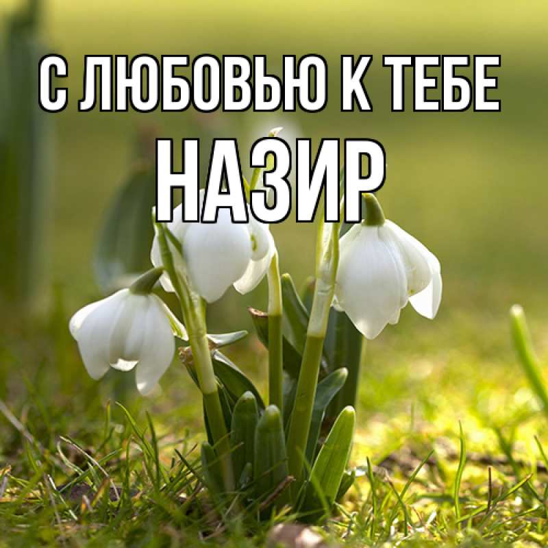 Картинка С любовью к тебе, Назир