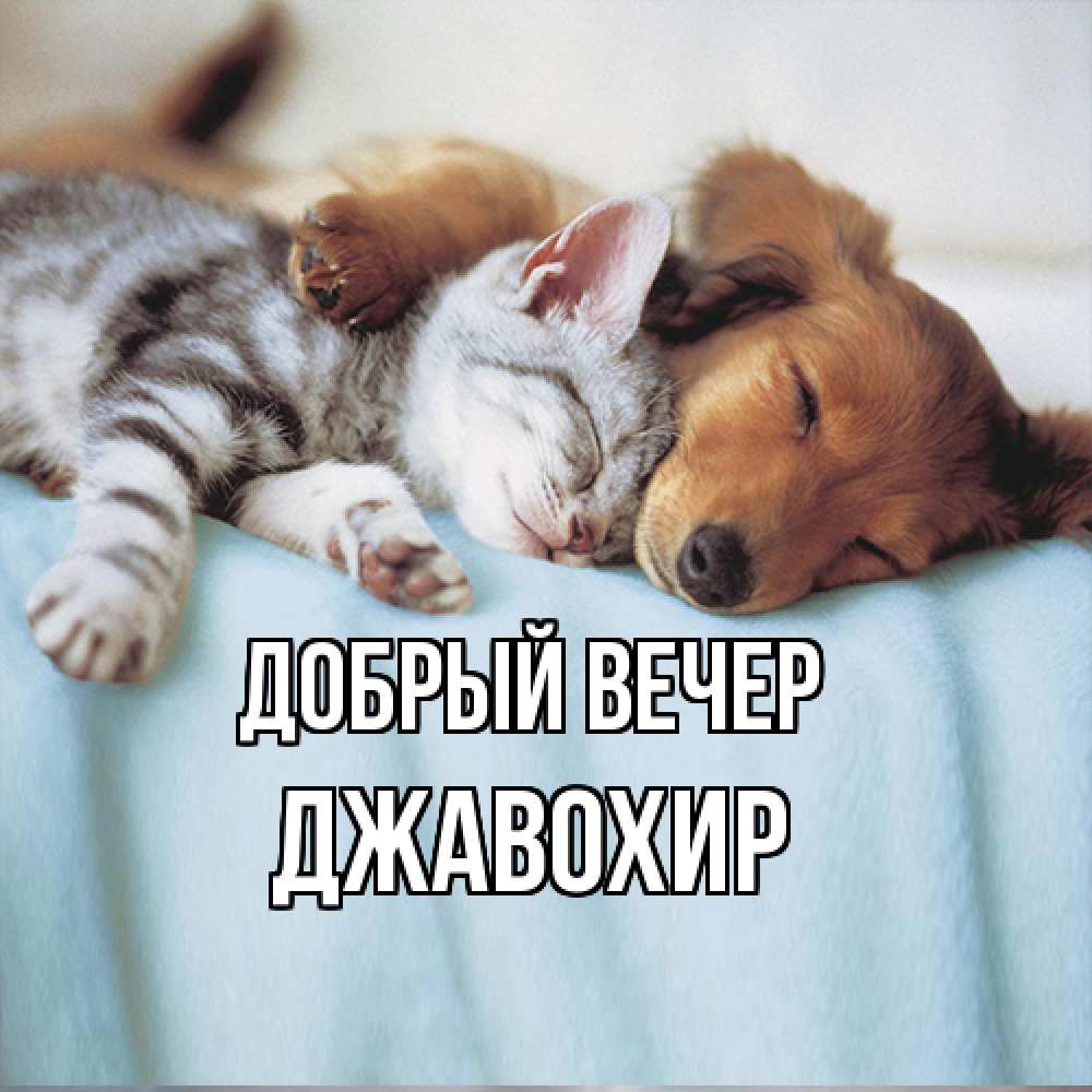 Открытка  с именем. Джавохир, Добрый вечер  