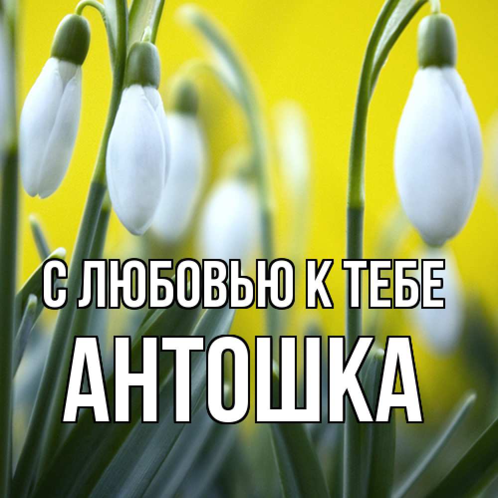 Открытка  с именем. Антошка, С любовью к тебе  