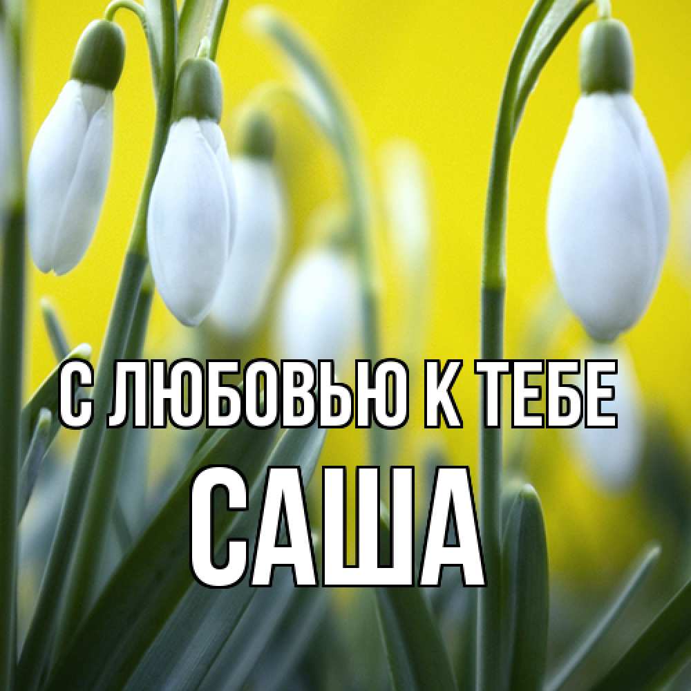 Открытка  с именем. Саша, С любовью к тебе  