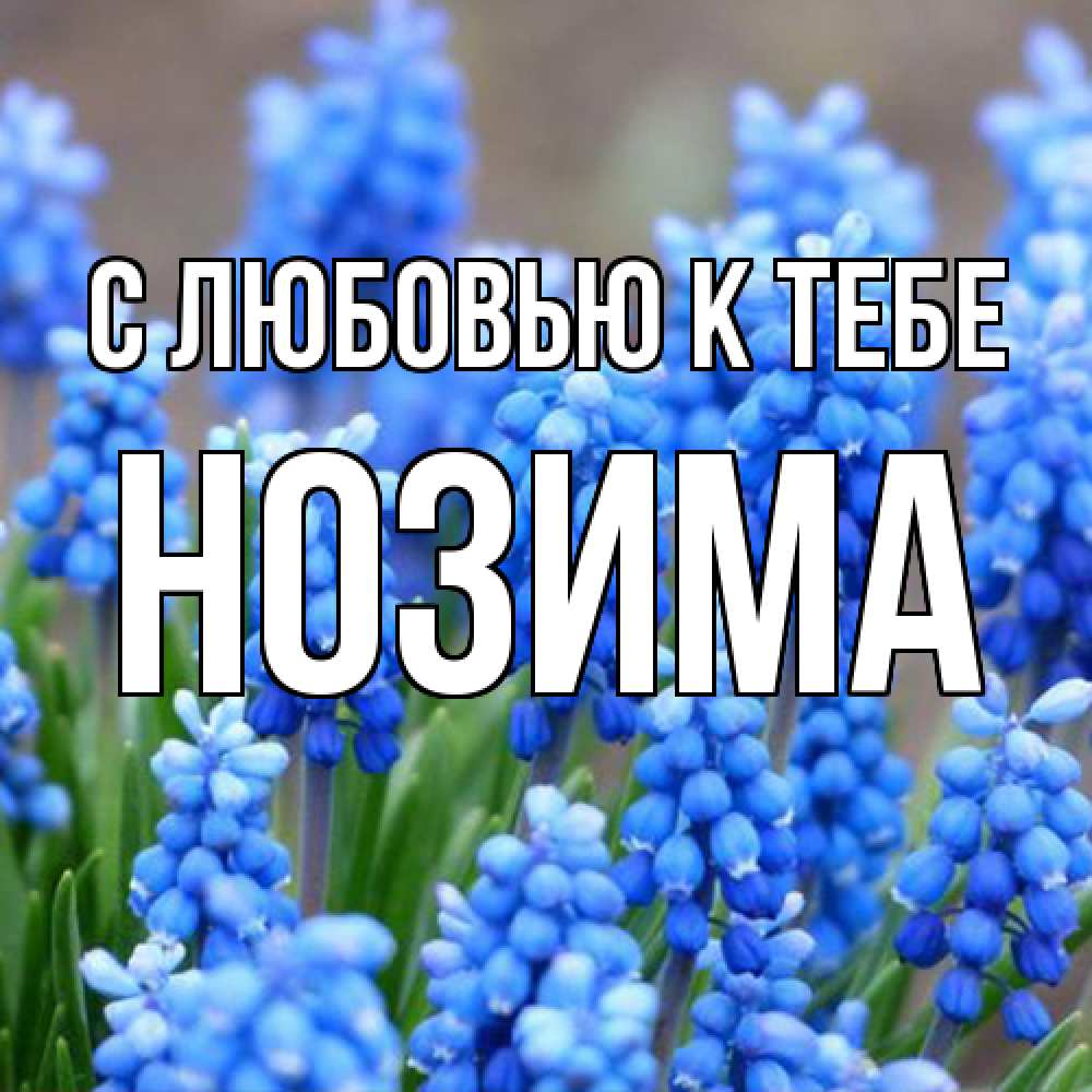 Открытка  с именем. НОЗИМА, С любовью к тебе  