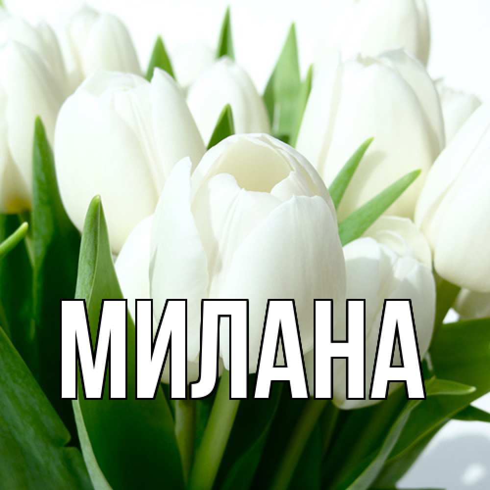 Открытка  с именем. Милана, Главная  