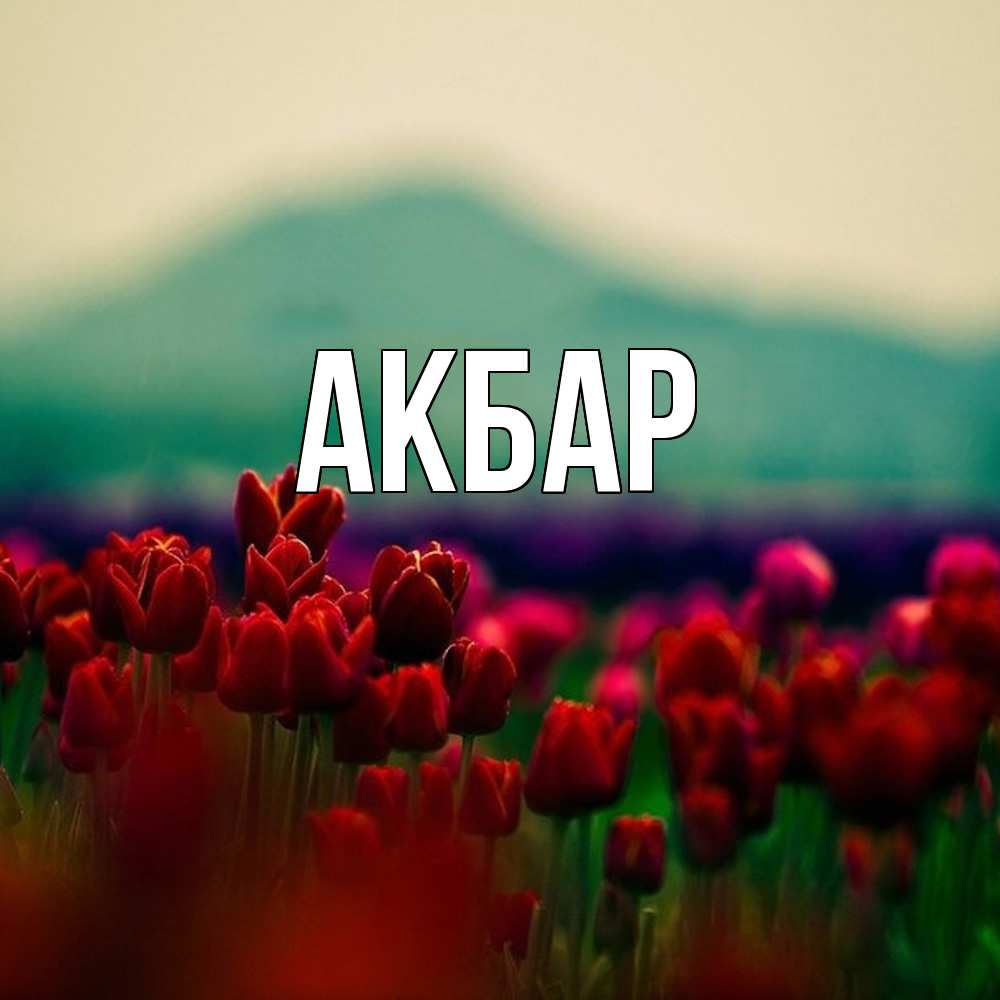 Открытка  с именем. Акбар, Главная  