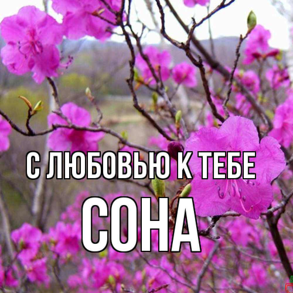 Открытка  с именем. СОНА, С любовью к тебе  