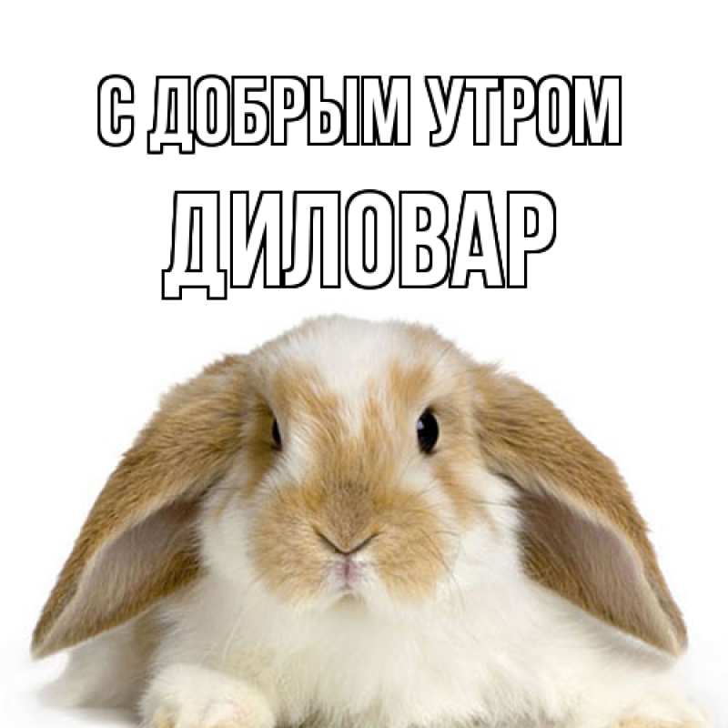 Картинка С добрым утром, Диловар