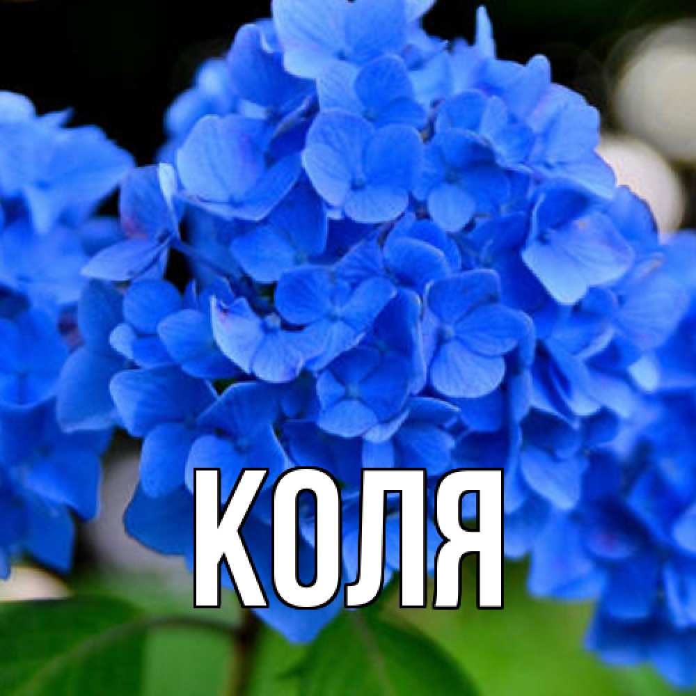 Открытка  с именем. коля, Главная  