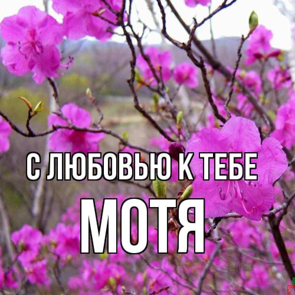 Открытка  с именем. Мотя, С любовью к тебе  