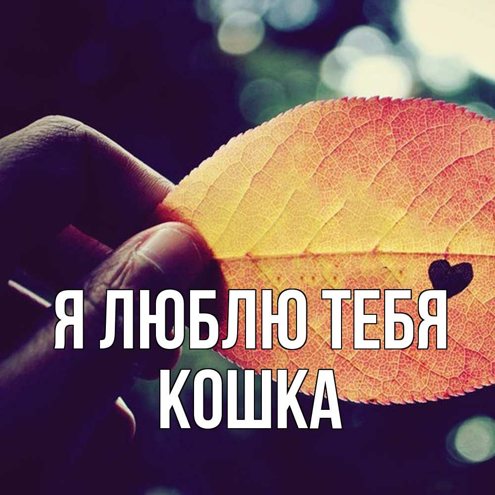 Открытка  с именем. Кошка, Я люблю тебя  