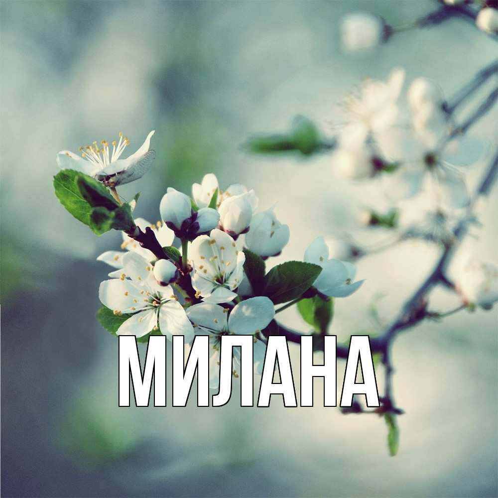 Открытка  с именем. Милана, Главная  