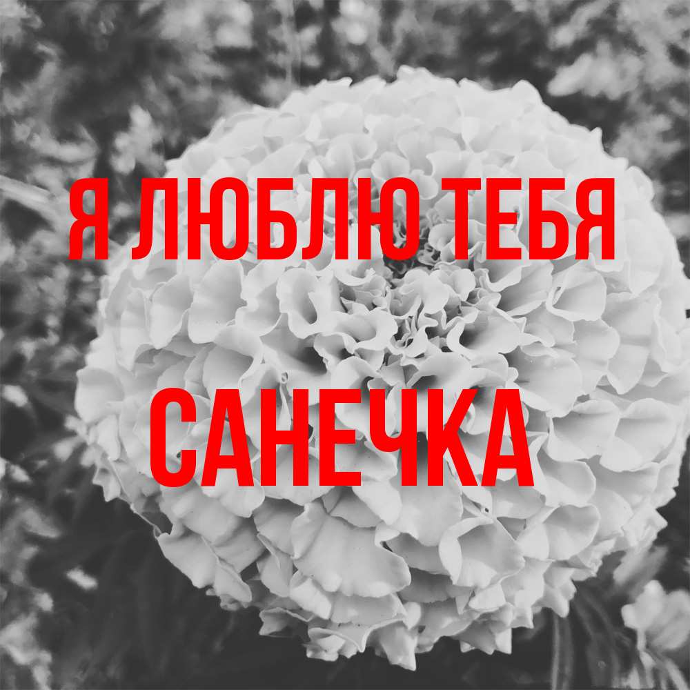 Открытка  с именем. Санечка, Я люблю тебя  