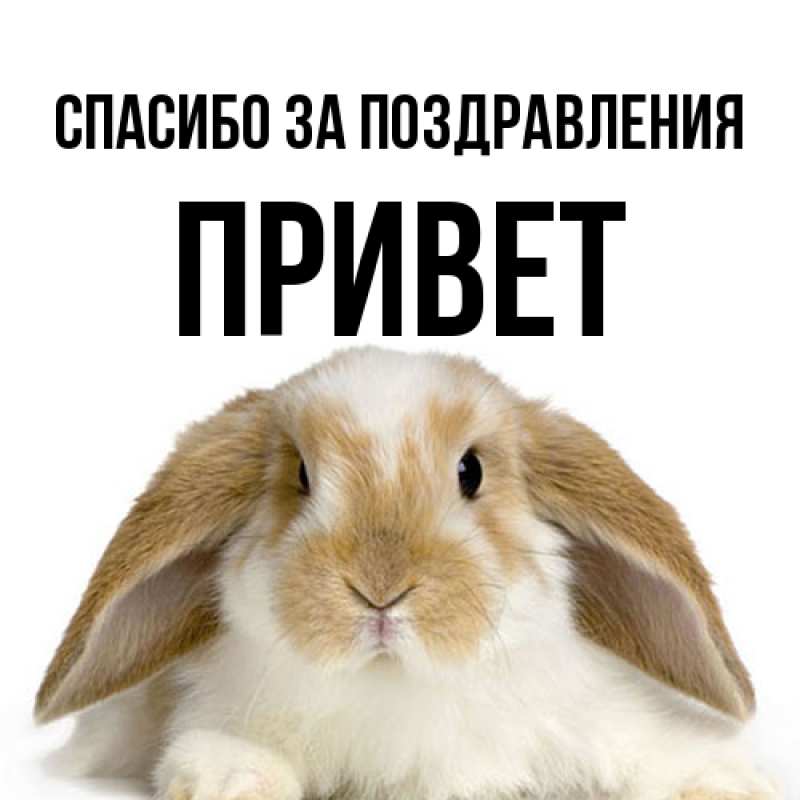 Картинка Спасибо за поздравления, Привет