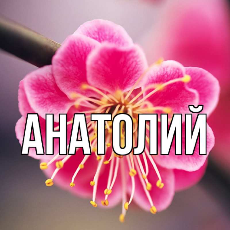 Картинка  с именем , Анатолий