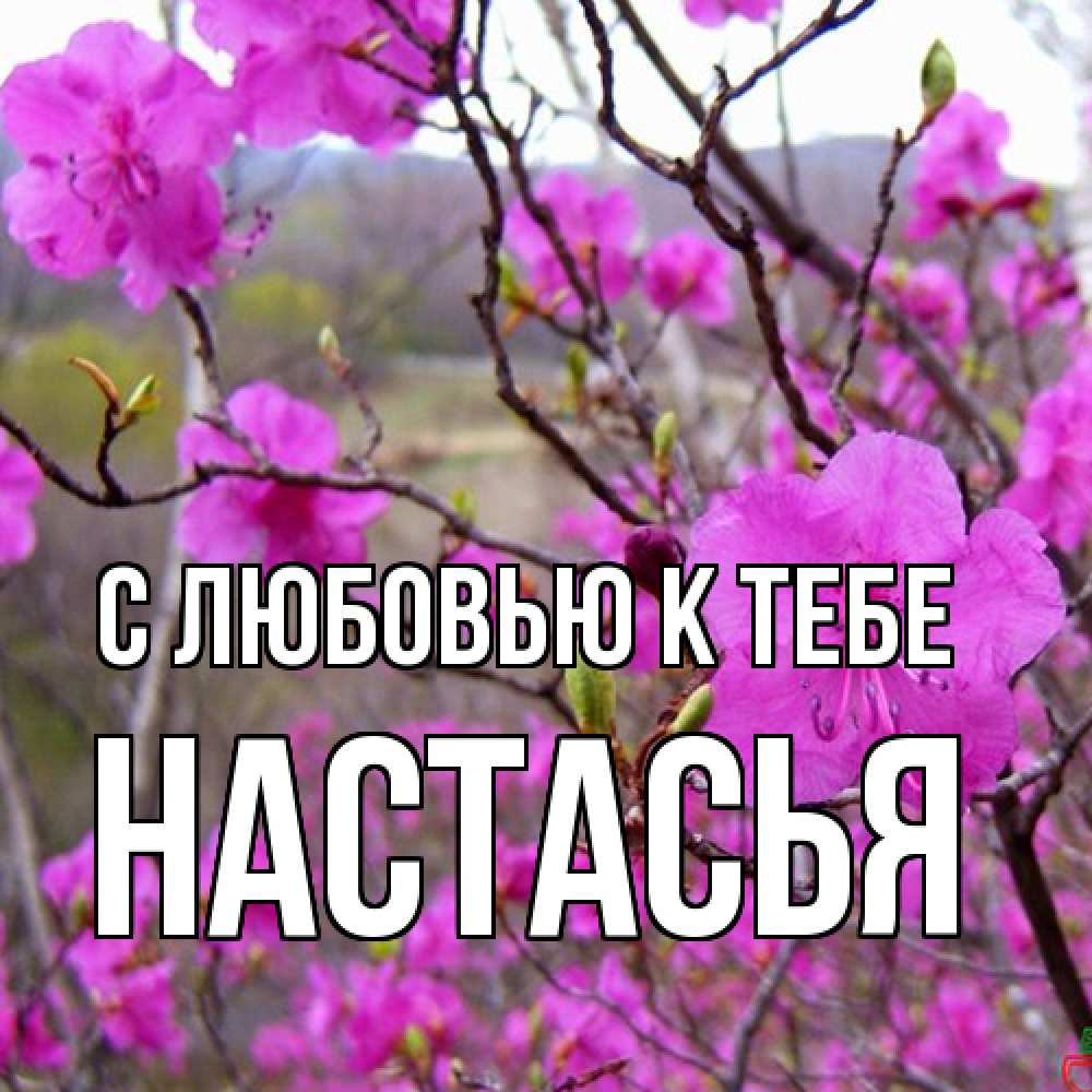 Открытка  с именем. Настасья, С любовью к тебе  