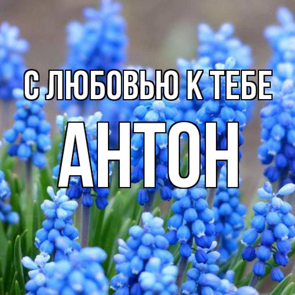 Открытка  с именем. Антон, С любовью к тебе  