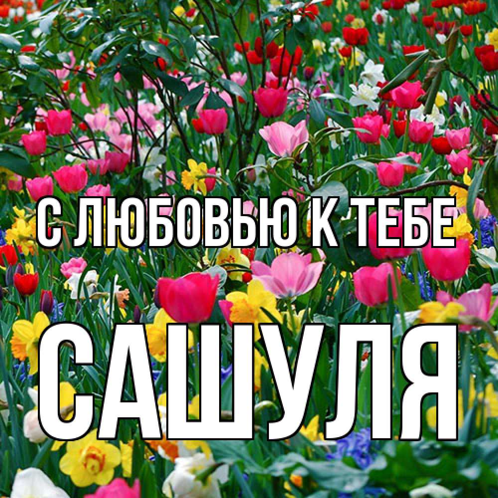 Открытка  с именем. Сашуля, С любовью к тебе  