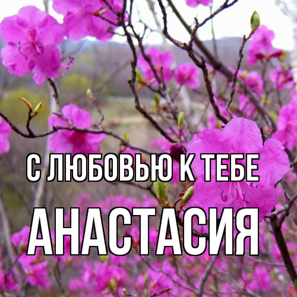 Открытка  с именем. Анастасия, С любовью к тебе  