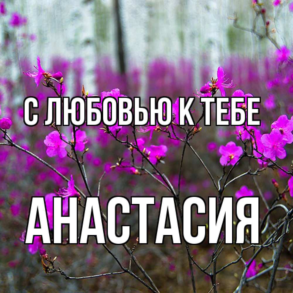 Открытка  с именем. Анастасия, С любовью к тебе  