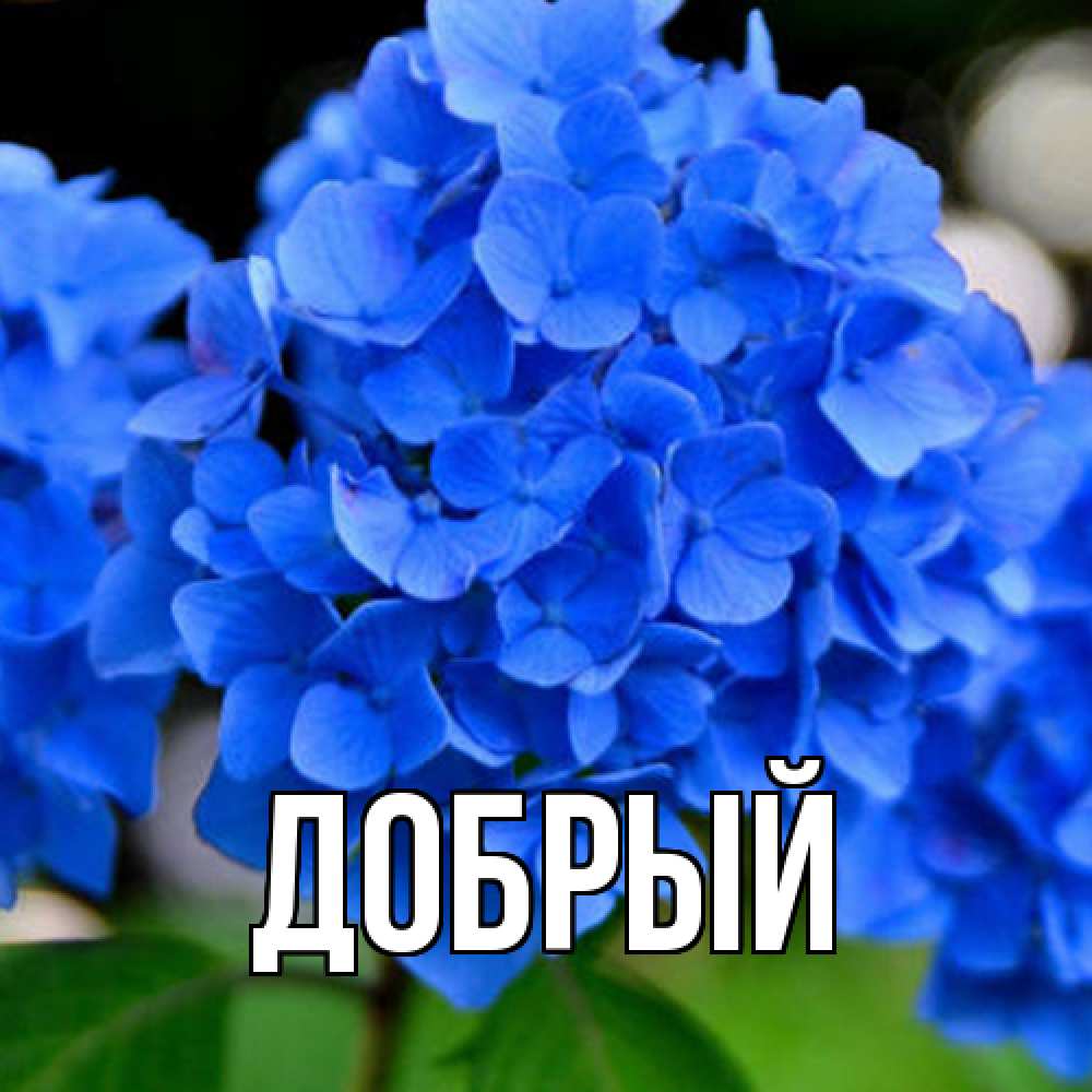 Открытка  с именем. Добрый, Главная  