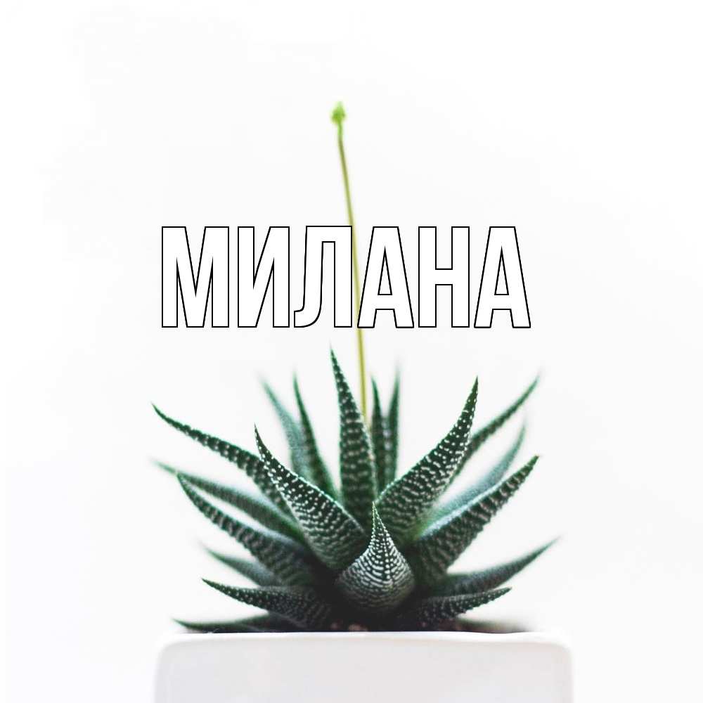 Открытка  с именем. Милана, Главная  