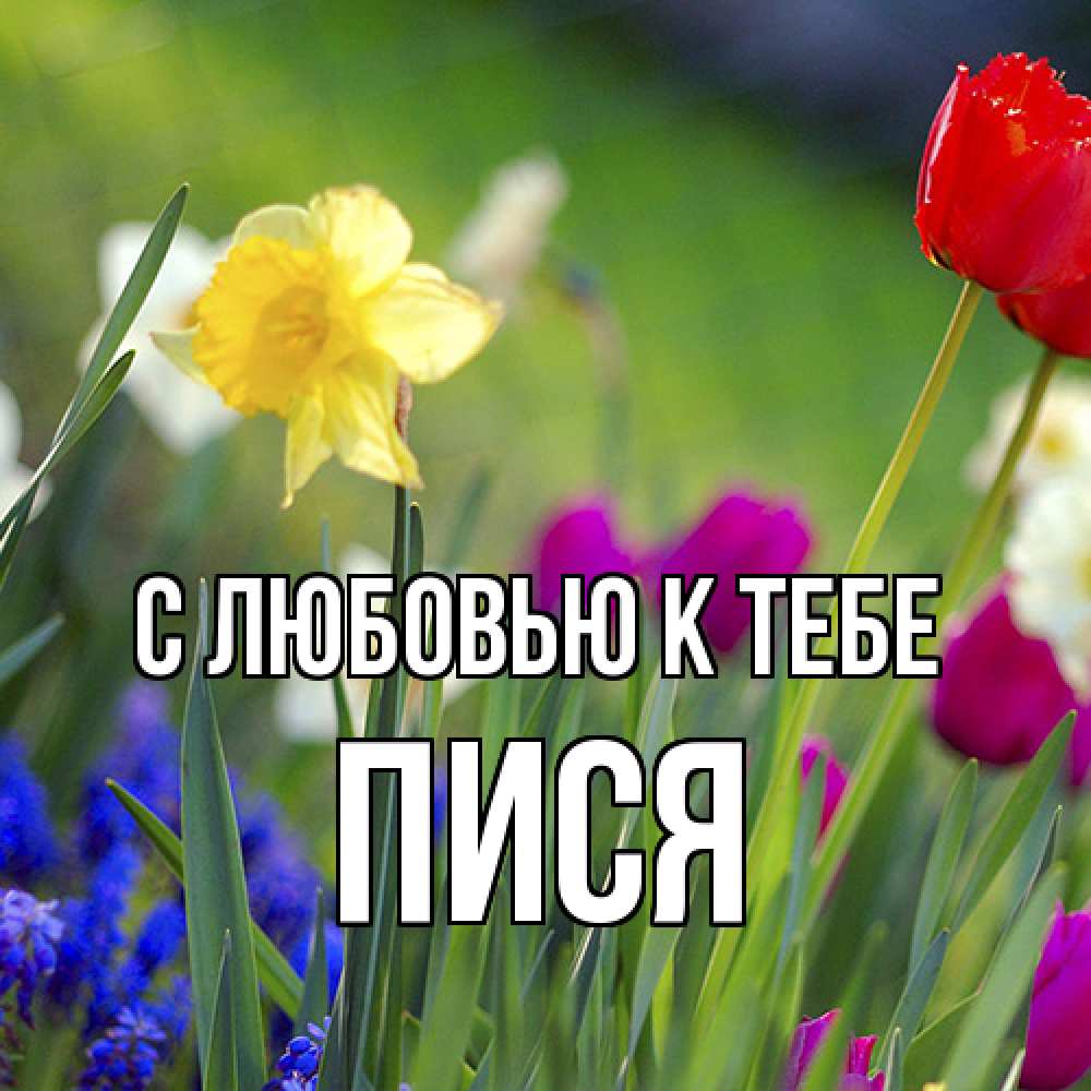 Открытка  с именем. пися, С любовью к тебе  