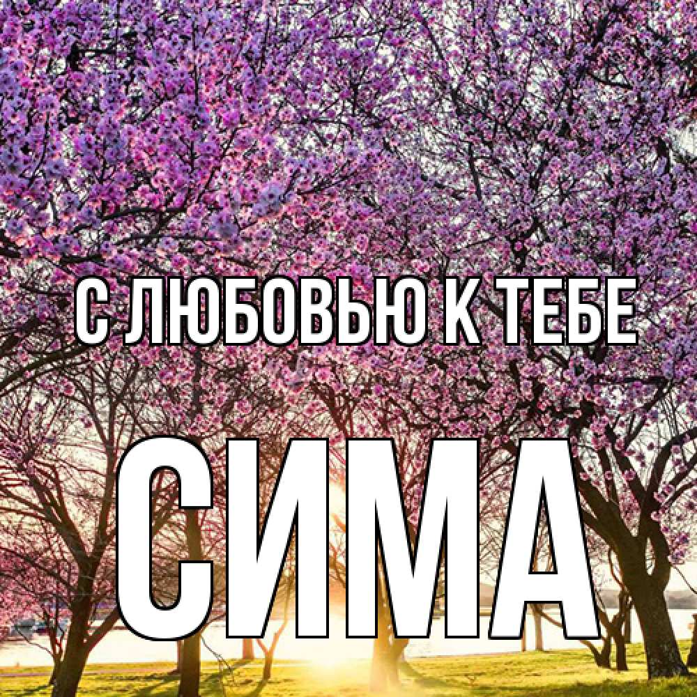 Открытка  с именем. Сима, С любовью к тебе  