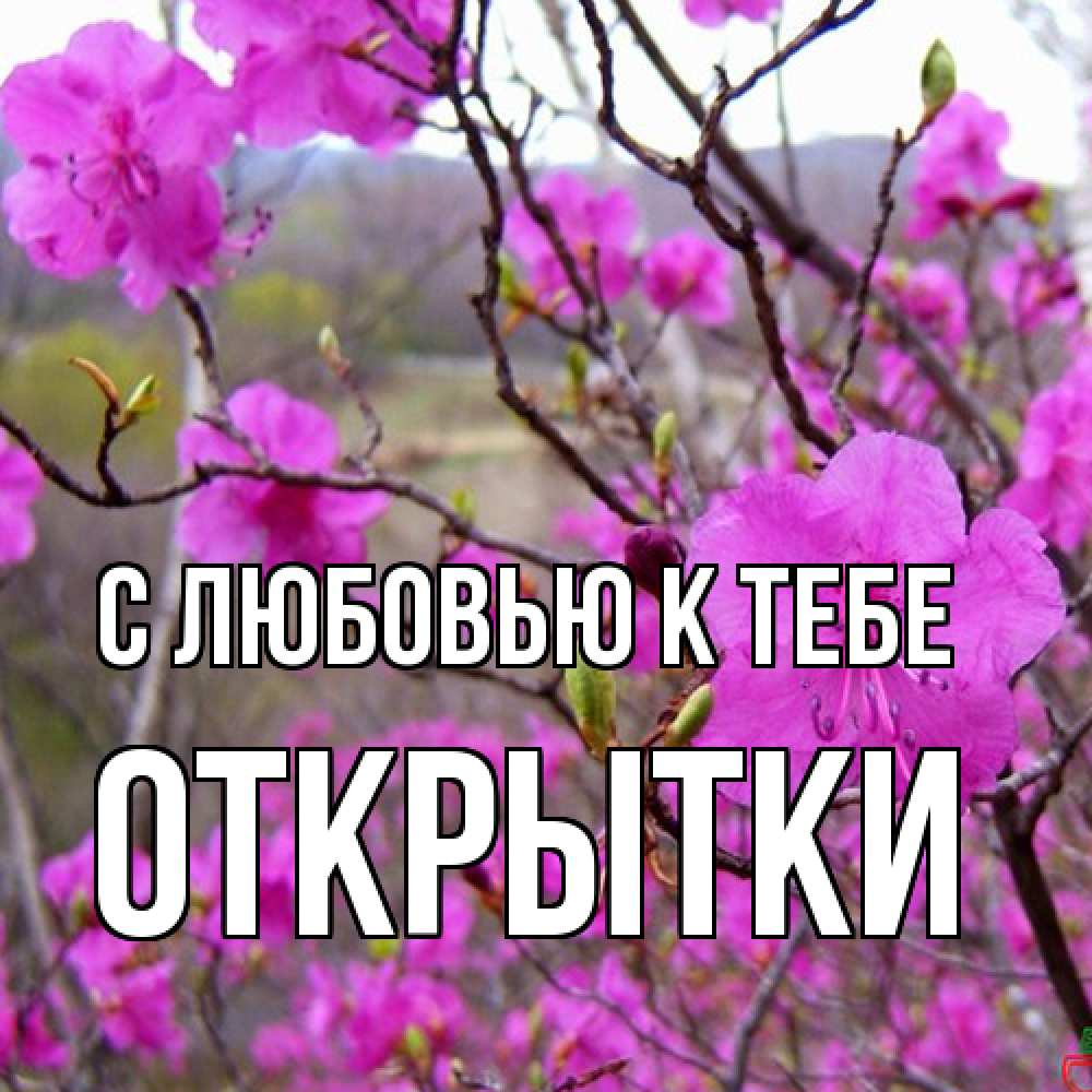 Открытка  с именем. открытки, С любовью к тебе  
