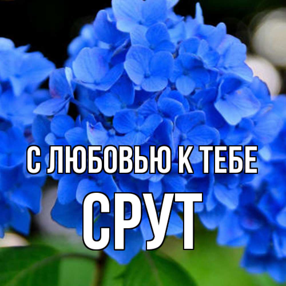 Открытка  с именем. срут, С любовью к тебе  