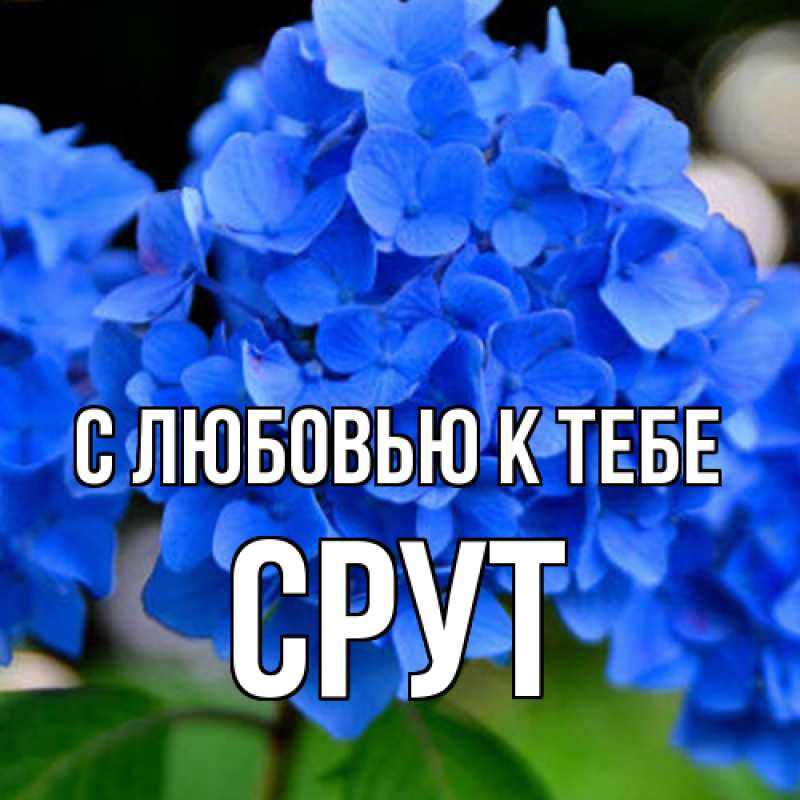 Картинка С любовью к тебе, срут
