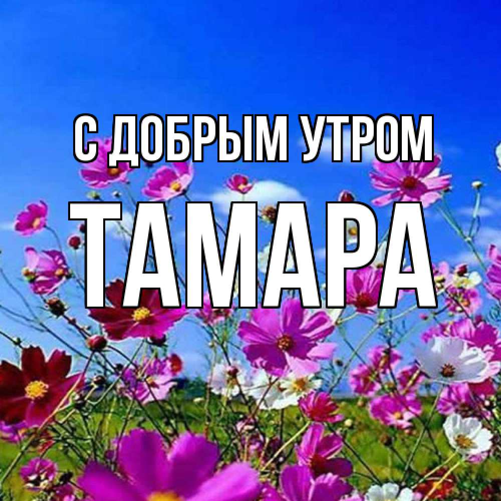Открытка  с именем. Тамара, С добрым утром  