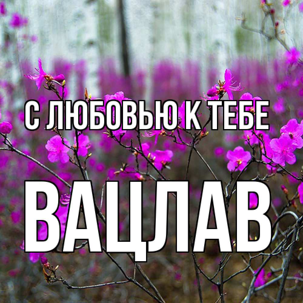 Открытка  с именем. Вацлав, С любовью к тебе  