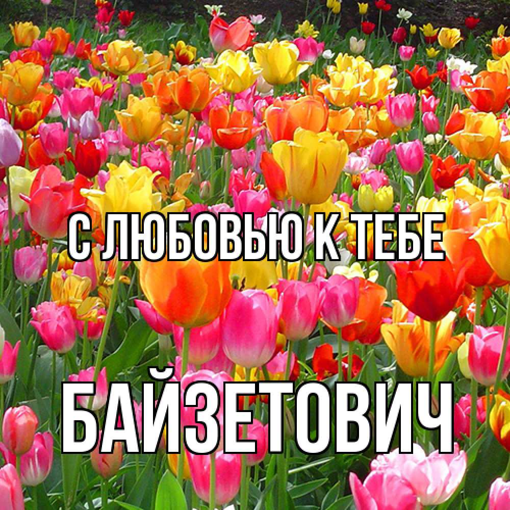 Открытка  с именем. Байзетович, С любовью к тебе  