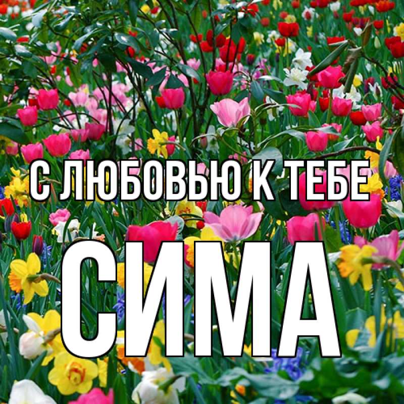 Картинка С любовью к тебе, Сима