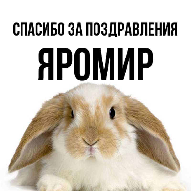 Картинка Спасибо за поздравления, Яромир