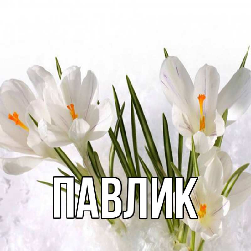 Картинка  с именем , Павлик