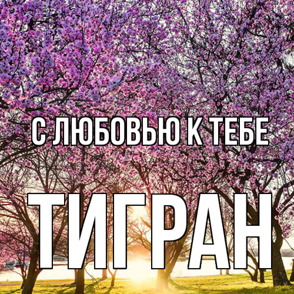 Открытка  с именем. Тигран, С любовью к тебе  