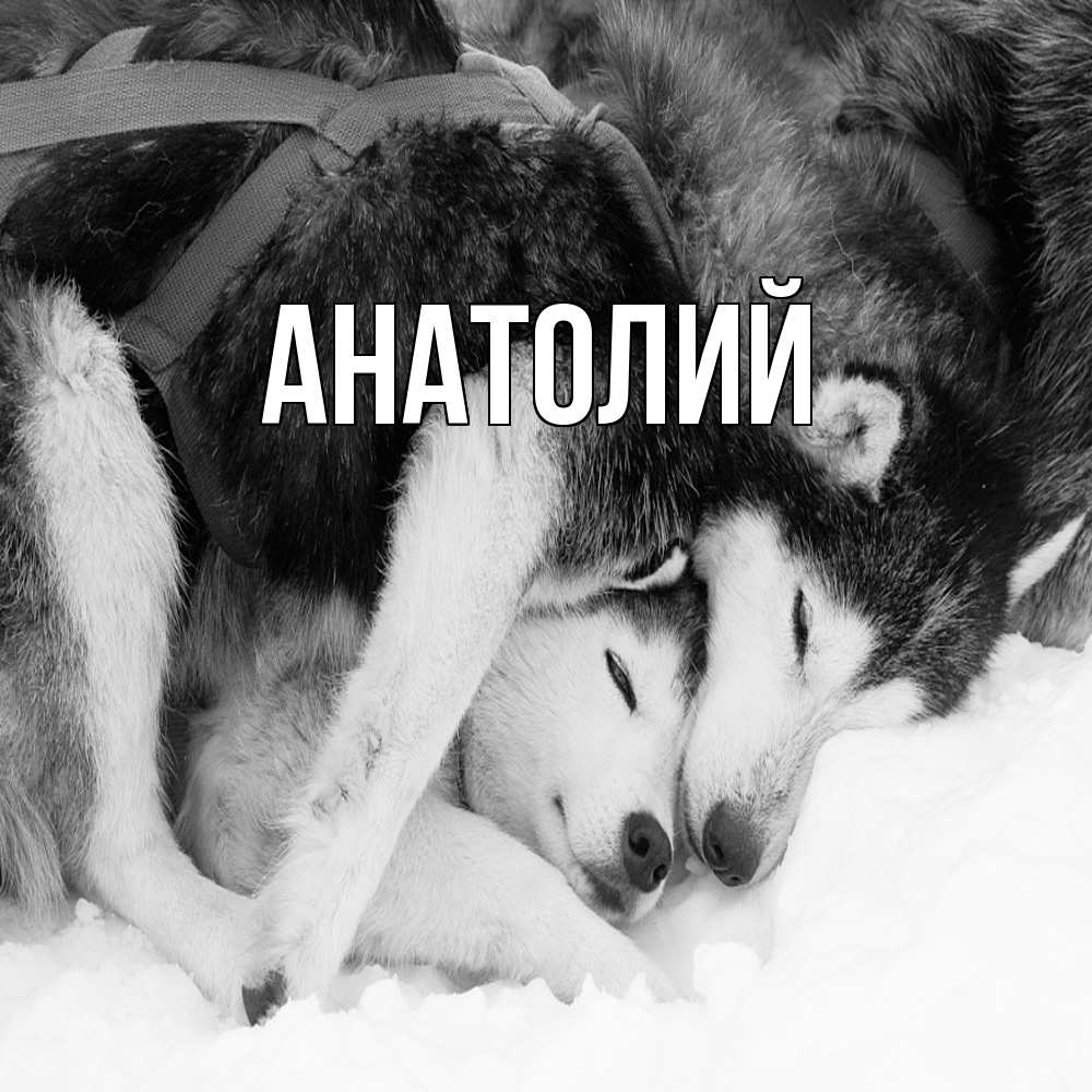 Открытка  с именем. Анатолий, Главная  