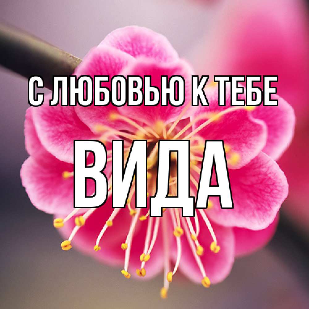 Открытка  с именем. Вида, С любовью к тебе  