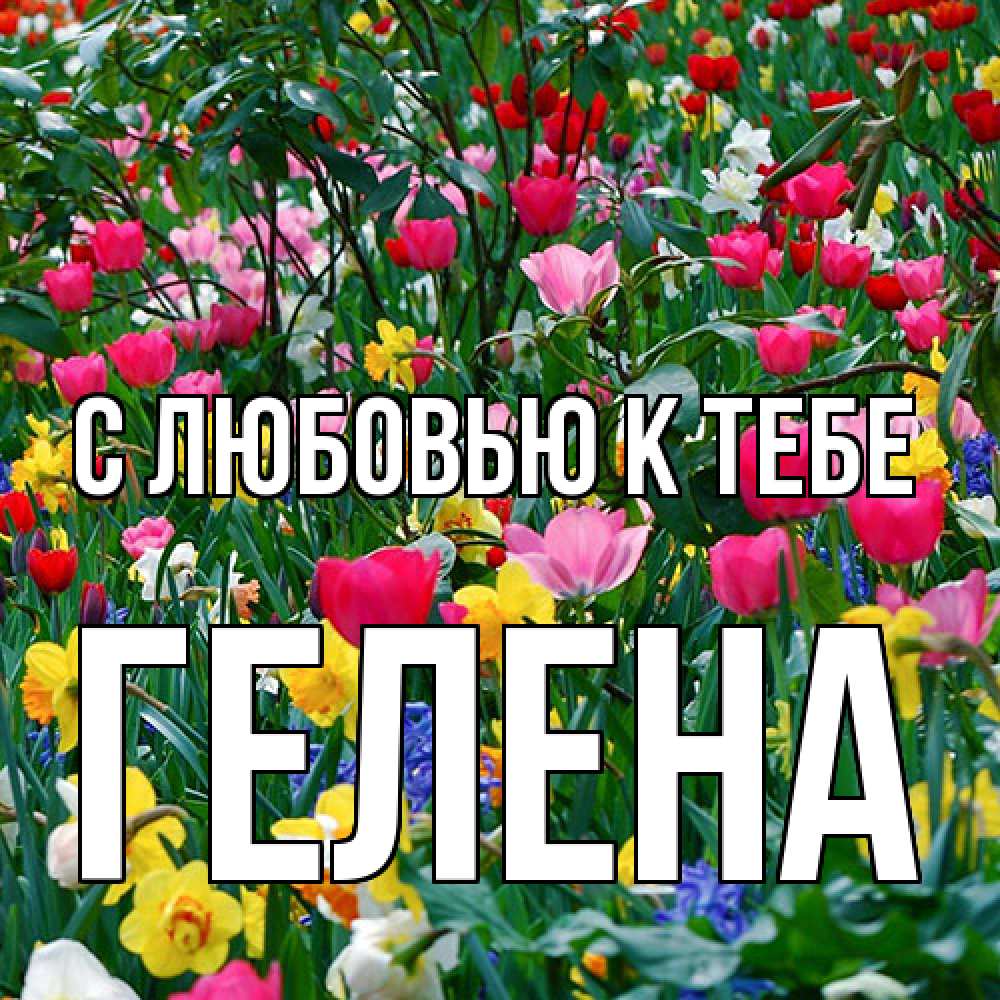 Открытка  с именем. Гелена, С любовью к тебе  