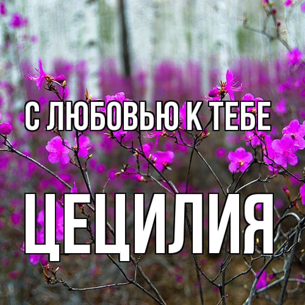 Открытка  с именем. Цецилия, С любовью к тебе  