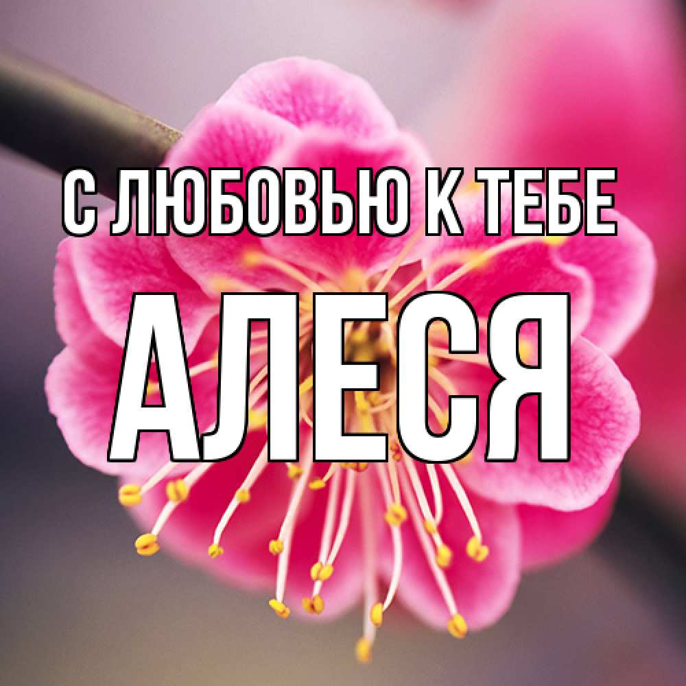 Открытка  с именем. Алеся, С любовью к тебе  