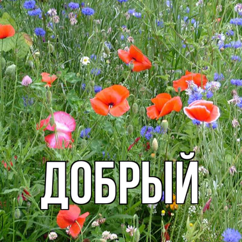 Картинка  с именем , Добрый