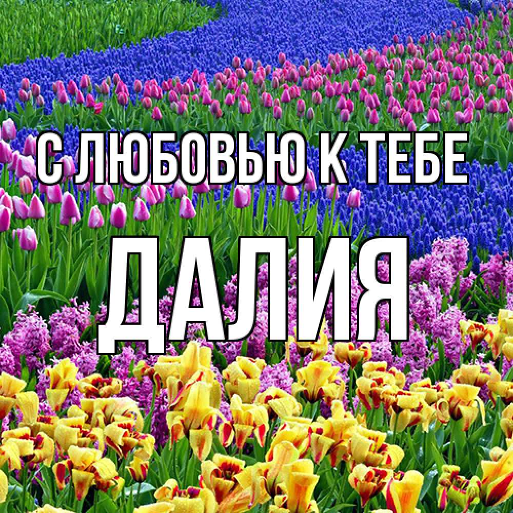 Открытка  с именем. Далия, С любовью к тебе  