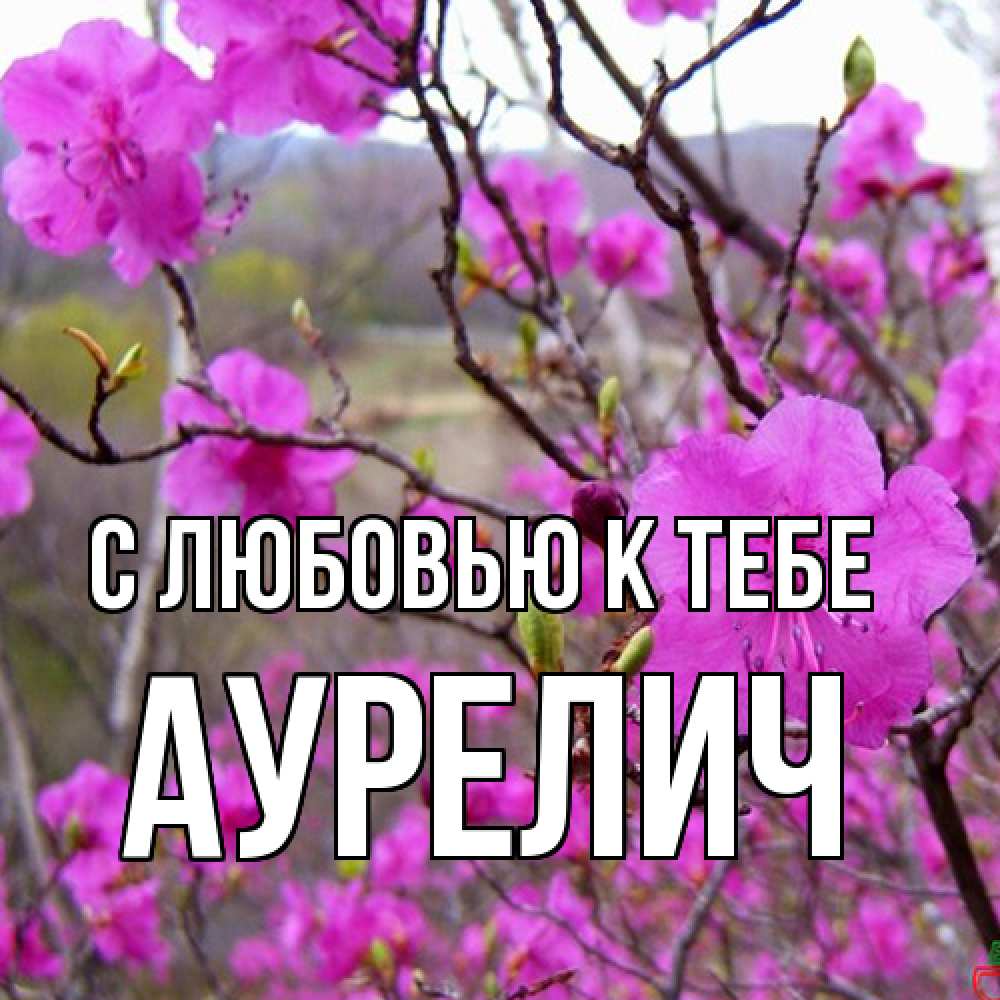 Открытка  с именем. Аурелич, С любовью к тебе  