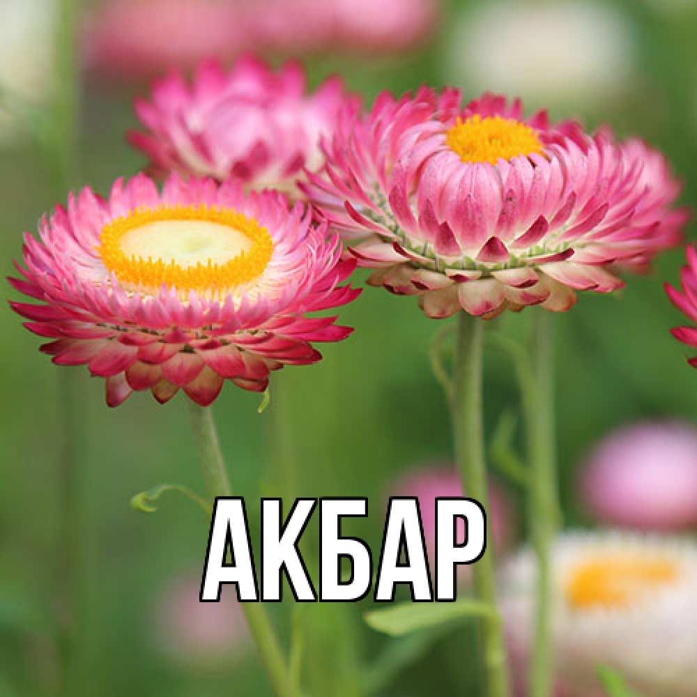 Открытка  с именем. Акбар, Главная  