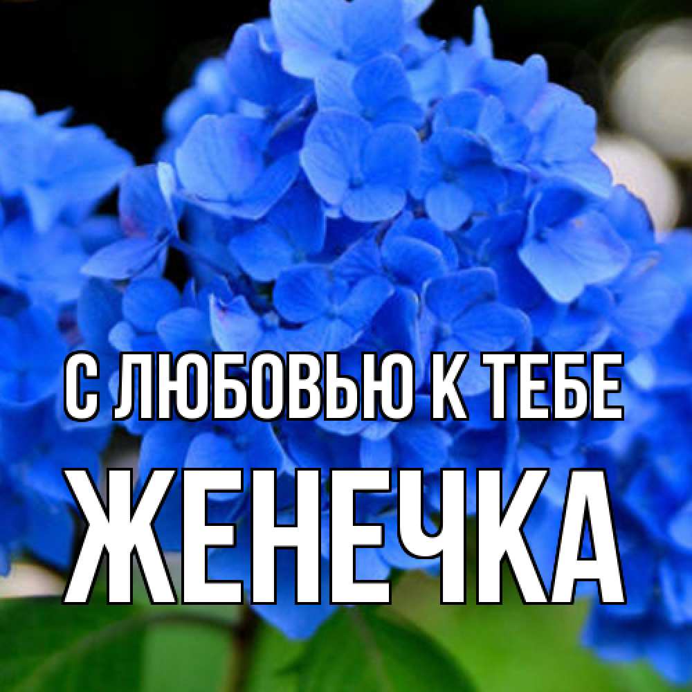 Открытка  с именем. Женечка, С любовью к тебе  