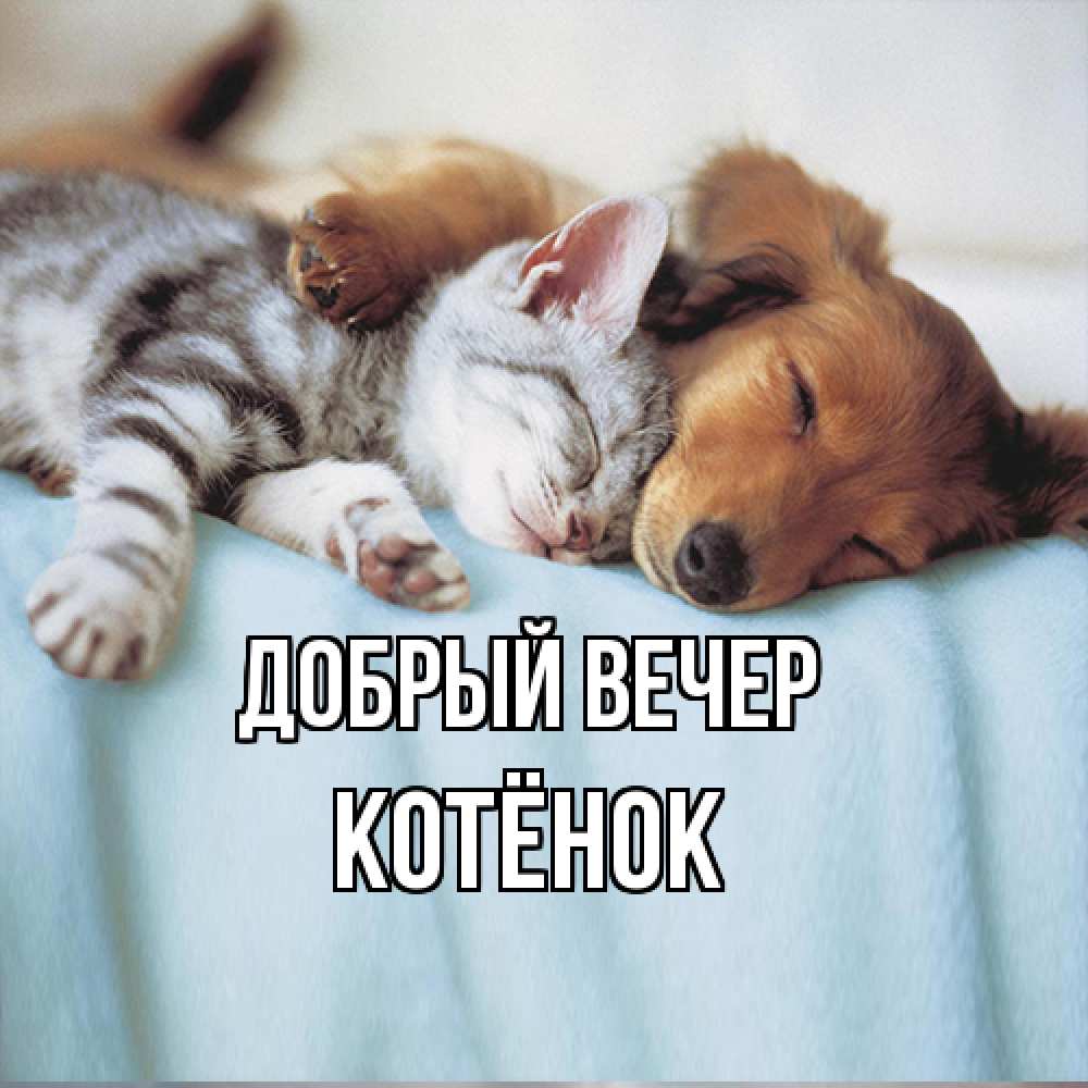 Открытка  с именем. Котёнок, Добрый вечер  